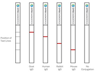 Conjugationqclateralflowcytodiagnostics