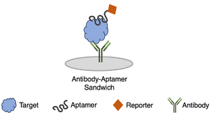 Human Thrombin ELASA Kit