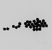 90nm Reactant Free Gold NanoUrchins