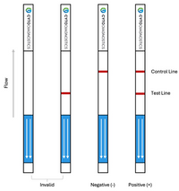 Rabbit IgG Fc Lateral Flow Dipstick Assay Kit