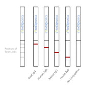 80nm NHS-Activated Gold NanoUrchins Conjugation Kit (3 Reactions)