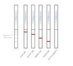 Gold Nanoparticle Conjugation Optimization Kit - 50nm