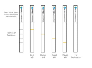 30nm Carboxylated (carboxyl-PEG5000-SH) Silver Nanoparticles