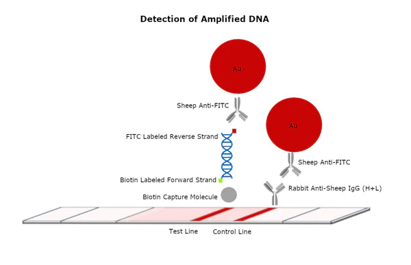 80nm NHS-Activated Gold NanoUrchins Conjugation Kit (10 Reactions)