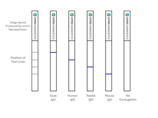 80nm Maleimide-Activated Gold NanoUrchins Conjugation Kit (10 Reactions)