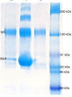 BSA Removal Kit for Nanoparticle Conjugation