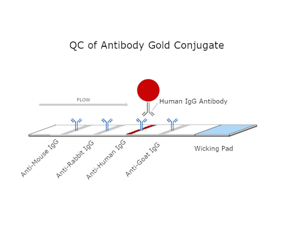 100nm Gold Nanoparticle Anti-Monkey IgG Conjugate