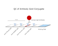 QC of Antibody Conjugated Gold Nanoparticles