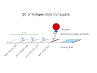 QC of Antigen Conjugated Gold Nanoparticles
