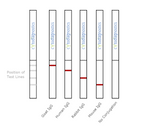 Conjugation QC Lateral Flow Dipstick Kit