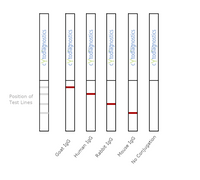 Conjugation QC Lateral Flow Dipstick Kit