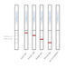 Conjugation QC Lateral Flow Dipstick Kit