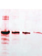 Gold Protein Detection Kit for Membranes